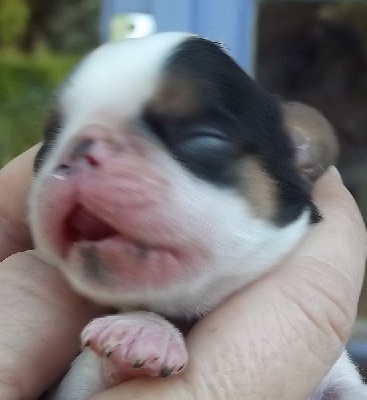 Shawanaga's - quelques photos des bébés dans la rubrique chiots