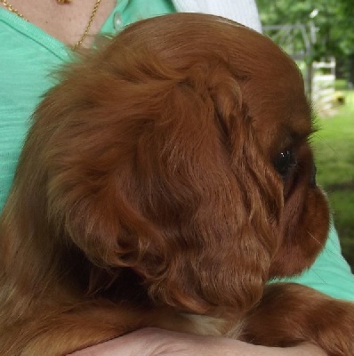 Shawanaga's - Les bébés ont  2 mois et demi, de belles photos à admirer